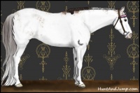 Horse Color:Classic Champagne Sabino 
