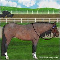 Horse Color:Brown Roan