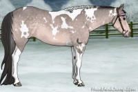 Horse Color:Platinum White Spotted Buckskin Tobiano