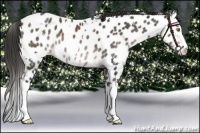 Horse Color:Platinum White Spotted Liver Chestnut Splash Near Leopard 
