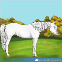 Horse Color:Silver Smoky Black Splash Tobiano Frame Varnish 