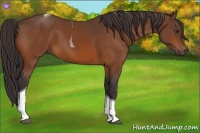 Horse Color:Buckskin Tobiano 