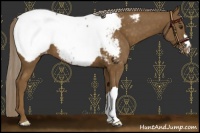 Horse Color:Chocolate Palomino Appaloosa 