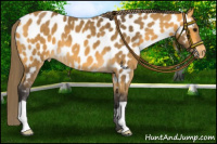 Horse Color:Buckskin Appaloosa