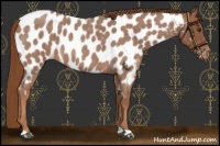 Horse Color:Red Roan Near Leopard 