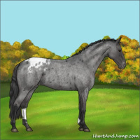 Horse Color:Blue Roan Appaloosa 