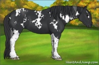 Horse Color:White Spotted Black Tobiano 