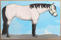 Horse Color:Platinum Buckskin 