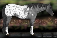 Horse Color:Blue Roan Appaloosa 