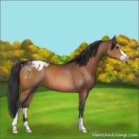 Horse Color:Bay Sabino Appaloosa 