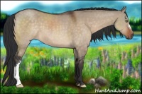 Horse Color:Brown Dun 