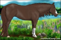 Horse Color:Liver Chestnut 