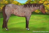 Horse Color:Liver Red Roan 