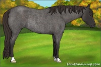 Horse Color:Liver Red Roan Rabicano 