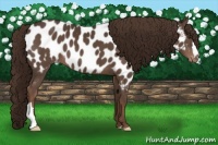 Horse Color:Liver Chestnut Near Leopard 