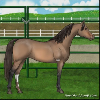 Horse Color:Bay Dun Appaloosa 