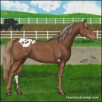 Horse Color:Chestnut Appaloosa 