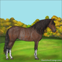 Horse Color:Brown Rabicano  and Bay Rabicano 