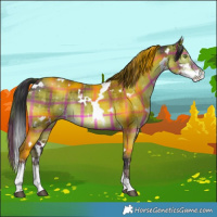Horse Color:Plaid  White Spotted Brown Dun Sabino Rabicano 