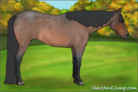 Horse Color:Bay Roan 