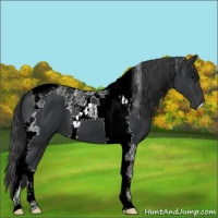 Horse Color:Black Tobiano