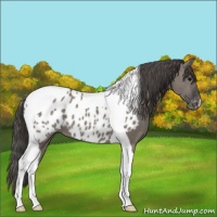 Horse Color:Grullo Tobiano Near Leopard