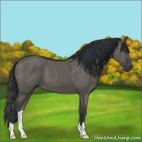 Horse Color:Grullo 