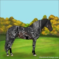 Horse Color:White Spotted Brown 