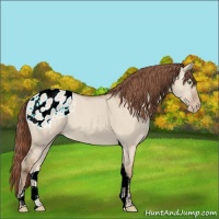 Horse Color:Amber Champagne Dun Tobiano Varnish 