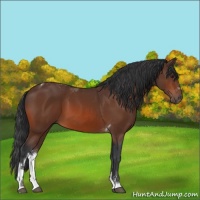 Horse Color:Brown Tobiano 