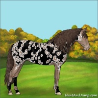 Horse Color:Classic Champagne Appaloosa 