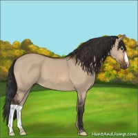 Horse Color:Brown Dun 