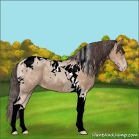 Horse Color:Amber Champagne Tobiano