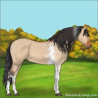Horse Color:Bay Dun Tobiano 