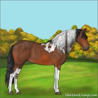 Horse Color:Bay Tobiano 
