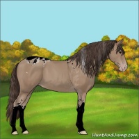 Horse Color:Classic Champagne Tobiano