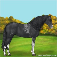 Horse Color:Black Chinchilla Tobiano