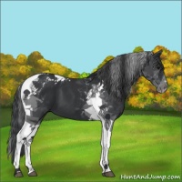 Horse Color:Black Tobiano