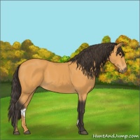 Horse Color:Buckskin 