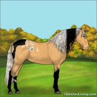 Horse Color:Silver Buckskin Tobiano Appaloosa