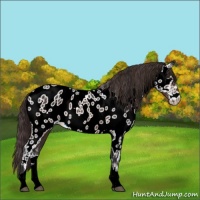 Horse Color:Buckskin Tobiano Appaloosa