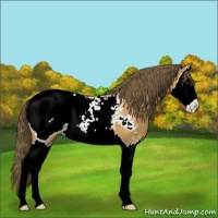 Horse Color:Buckskin Splash Snowcap