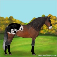 Horse Color:Brown Splash Snowcap