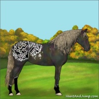 Horse Color:Midnight Classic Cream Champagne Appaloosa 