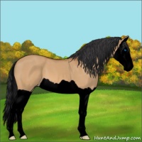 Horse Color:Void Bay Dun Splash 