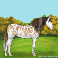 Horse Color:Buckskin Dun Splash Near Leopard