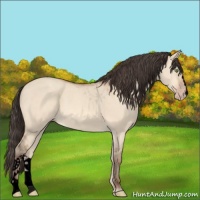 Horse Color:Void Amber Champagne Dun 