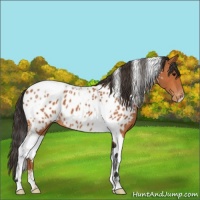 Horse Color:Bay Tobiano Blanket 