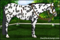 Horse Color:Black Near Leopard 