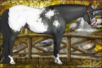 Horse Color:Black Frame Appaloosa 